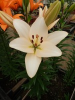 [5115 ChampionDiamond DJ No02.JPG]